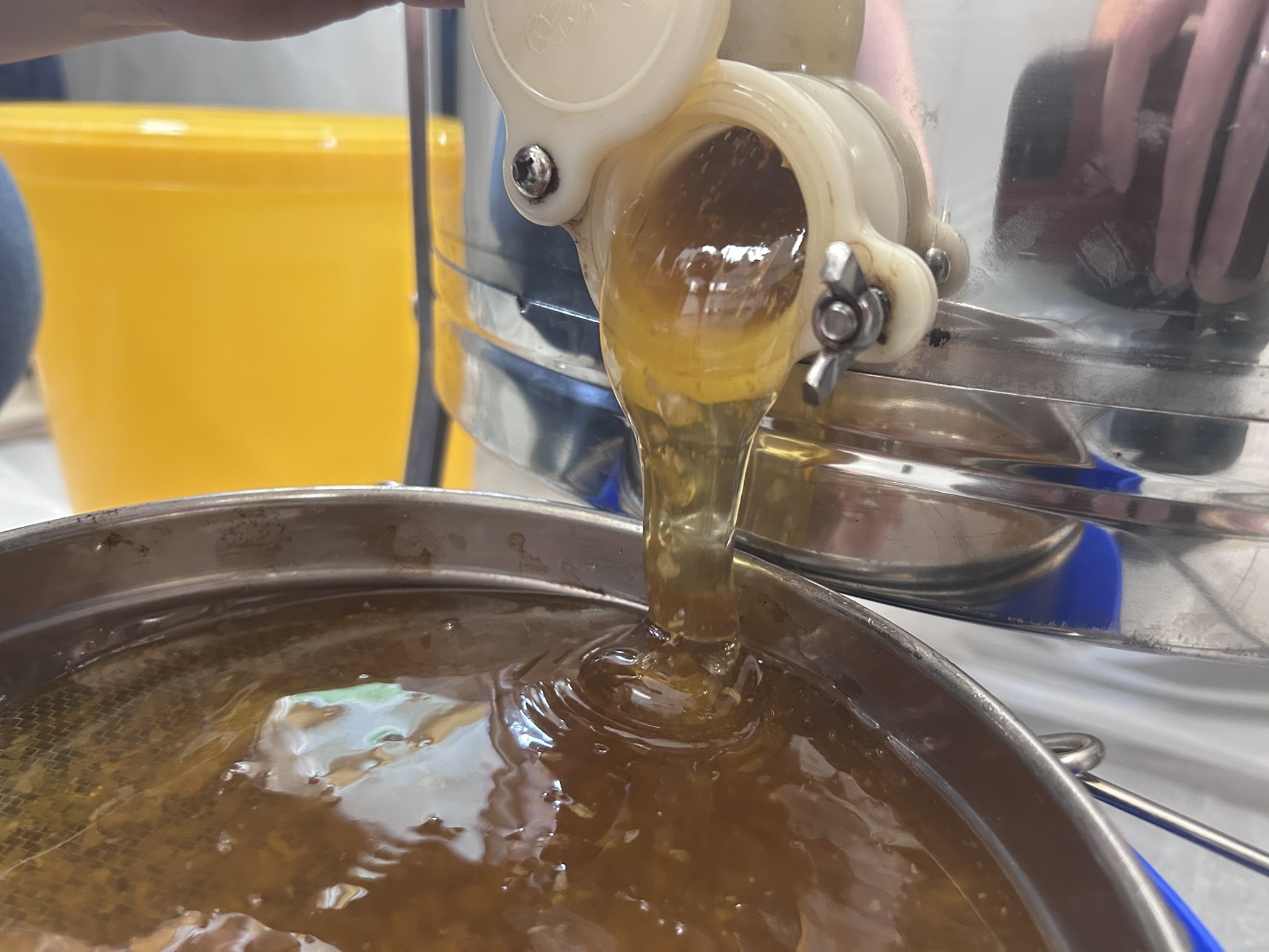 Honigernte in der Schulimkerei